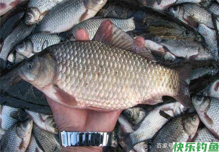 关于夏季野钓调漂，学会这些小技巧，可以让你轻松钓到鱼！(图4)