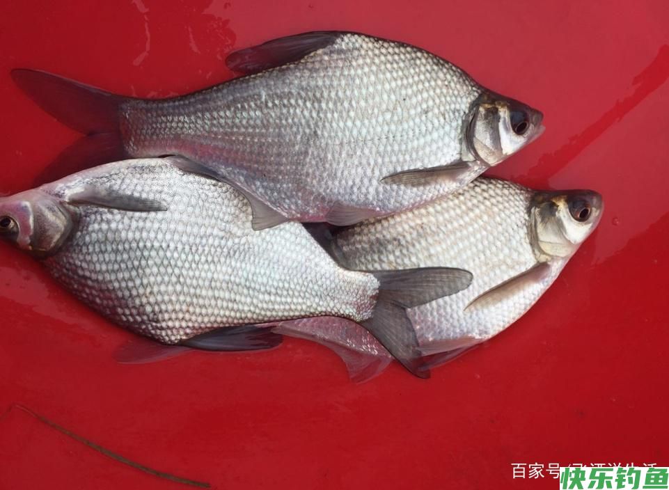 怎么样才能钓获鳊鱼，这几个小方法不能忽视，一定要多学习(图4)