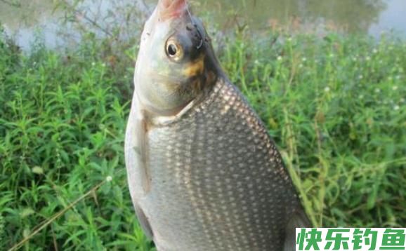 用这方法钓鳊鱼，鱼获基本都不会少，别说我没告诉你(图3)