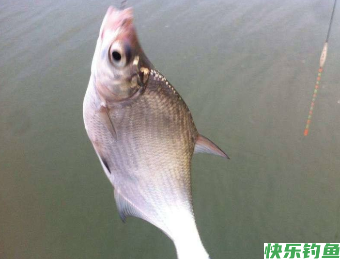 春末初夏钓鳊鱼时，了解了这些垂钓技巧后，还怕没有收获吗？(图1)