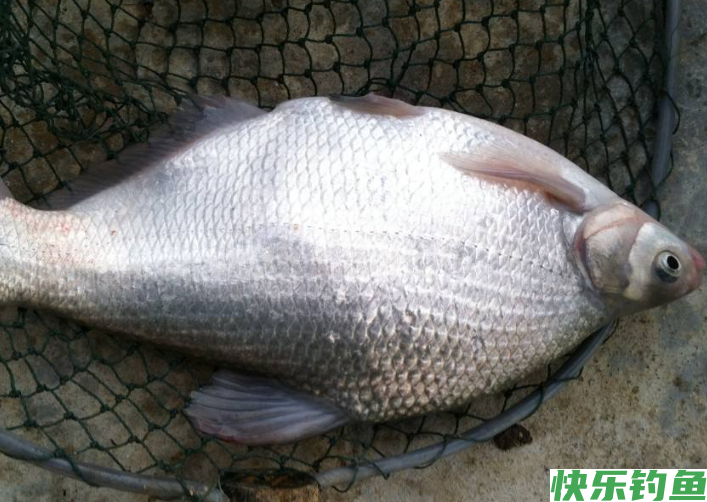 春末初夏钓鳊鱼时，了解了这些垂钓技巧后，还怕没有收获吗？(图3)