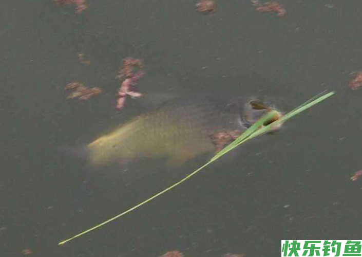 春末初夏钓鳊鱼时，了解了这些垂钓技巧后，还怕没有收获吗？(图5)