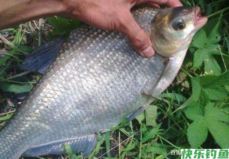 钓鳊鱼需要知道的一些小常识，跟我这样做，才会很轻松！(图1)