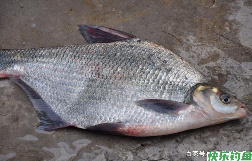 怎么垂钓鳊鱼？这些技巧需要知道，可以提升爆护率(图5)