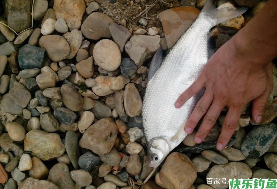 怎么垂钓鳊鱼？这些技巧需要知道，可以提升爆护率(图3)