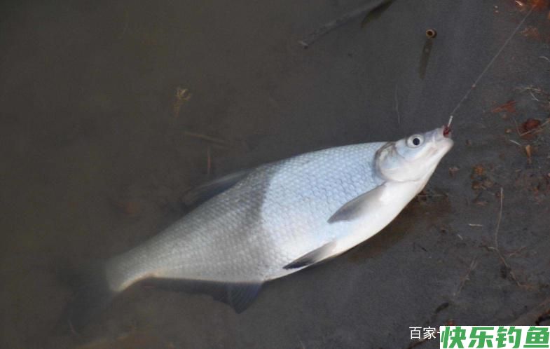 怎么垂钓鳊鱼？这些技巧需要知道，可以提升爆护率(图4)