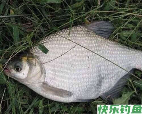 如何钓鳊鱼？怎样让鳊鱼快速上钩？有几种方法？(图1)