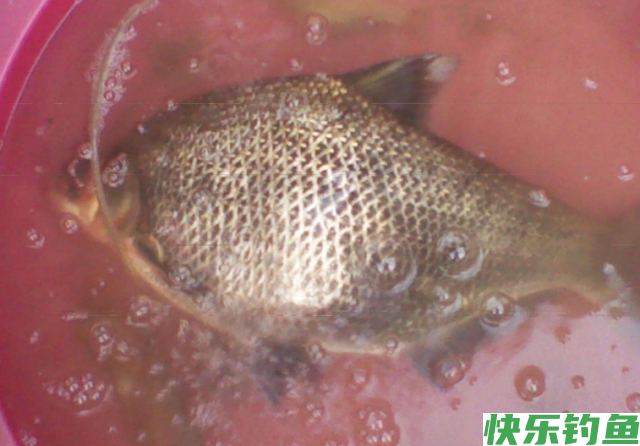 垂钓鳊鱼的经验和技巧，看看老钓友的分享，还怕没有渔获吗？(图3)