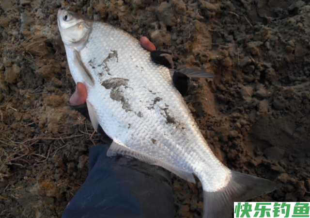 垂钓鳊鱼的经验和技巧，看看老钓友的分享，还怕没有渔获吗？(图4)