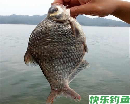 夏季野钓做好这五点，水库总能上鳊鱼，解析夏季水库野钓鳊鱼技巧(图2)