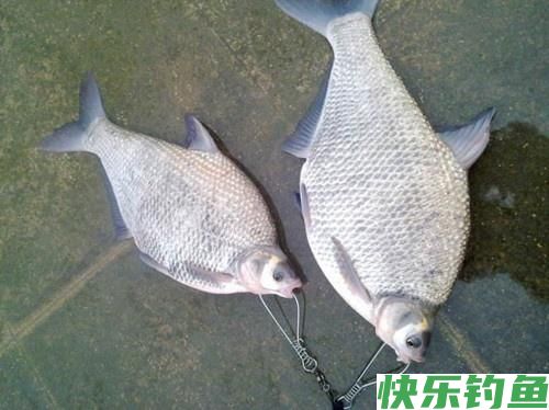 天一热鳊鱼最好钓，牢记这三点技巧，轻松爆护满载而归(图1)