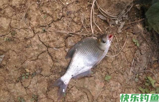 垂钓鳊鱼时，老钓手的这些小经验，钓友们不妨多了解一下(图4)