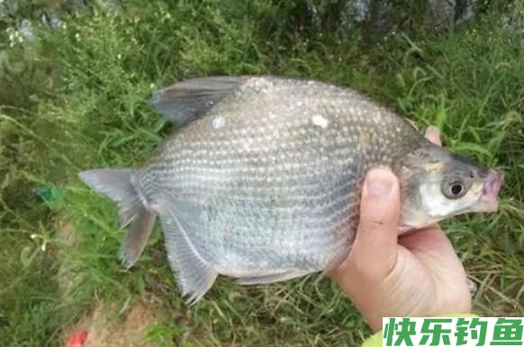 垂钓鳊鱼时，老钓手的这些小经验，钓友们不妨多了解一下(图2)
