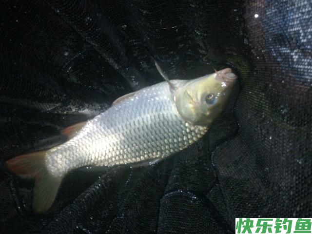 分享垂钓鳊鱼的小技巧，学以致用，不怕没有收获(图3)