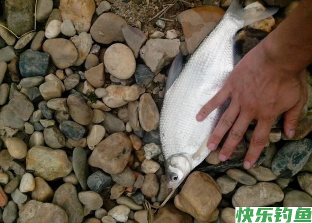 分享垂钓鳊鱼的小技巧，学以致用，不怕没有收获(图5)