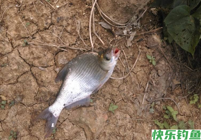 垂钓鳊鱼时，需要掌握哪些技巧？就来看看老钓友分享的经验(图2)