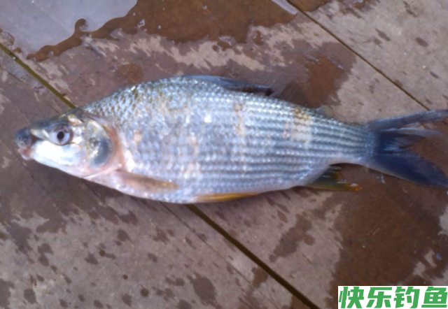 垂钓鳊鱼时，需要掌握哪些技巧？就来看看老钓友分享的经验(图4)