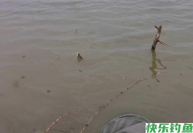 垂钓鳊鱼时，需要掌握哪些技巧？就来看看老钓友分享的经验(图5)