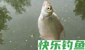 我们应该如何钓到鳊鱼呢？注意以下几点，就可以钓到了(图1)