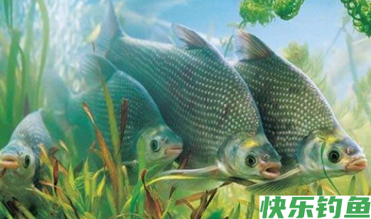 我们应该如何钓到鳊鱼呢？注意以下几点，就可以钓到了(图2)