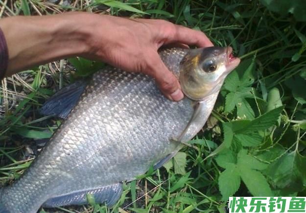 钓鳊鱼的小技巧，在钓位上有什么选择，小编我来告诉你！(图1)