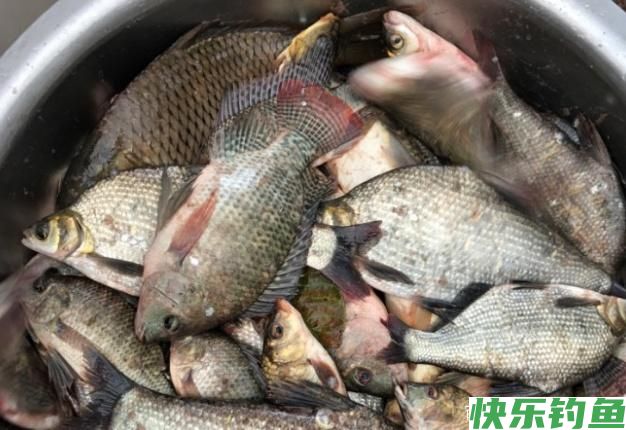 钓鳊鱼的小技巧，在钓位上有什么选择，小编我来告诉你！(图5)