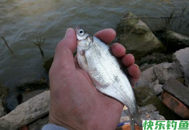 新手钓鳊鱼时，想要满载而归，就看老钓友的垂钓技巧分享！(图1)