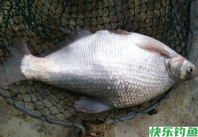 新手钓鳊鱼时，想要满载而归，就看老钓友的垂钓技巧分享！(图3)