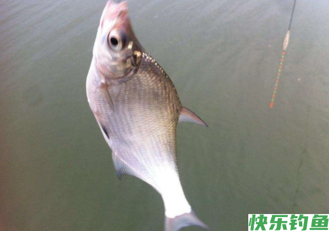 新手钓鳊鱼时，想要满载而归，就看老钓友的垂钓技巧分享！(图5)