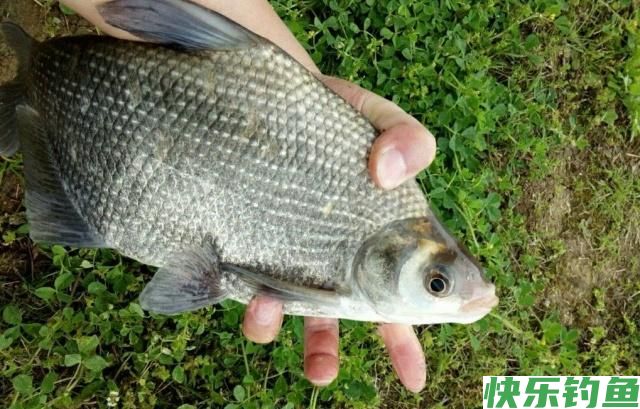 初夏时节钓鳊鱼，了解鳊鱼并掌握技巧，一定可以有所收获(图2)