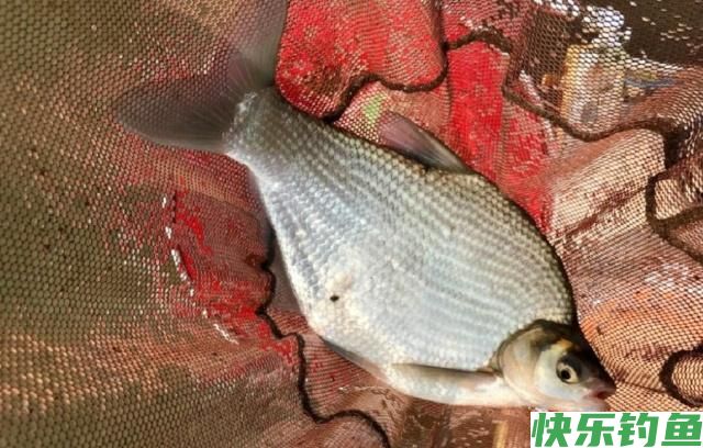 初夏时节钓鳊鱼，了解鳊鱼并掌握技巧，一定可以有所收获(图5)