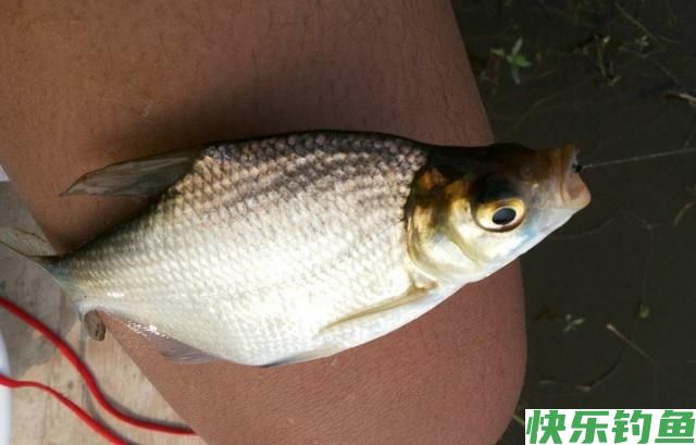 初夏时节钓鳊鱼，了解鳊鱼并掌握技巧，一定可以有所收获(图3)