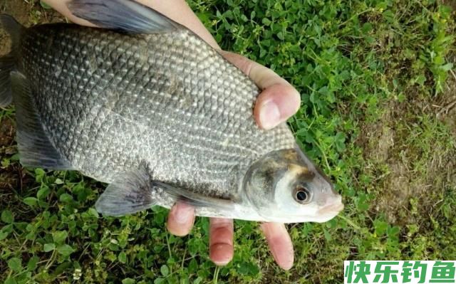 夏季垂钓鳊鱼小技巧，简单易学，只要掌握了就可以钓到鳊鱼(图3)