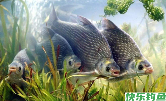 夏季鳊鱼应该这样钓，有了这篇文章，肯定都能有个好收获！(图3)