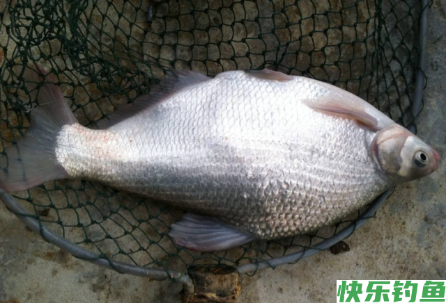 夏季鳊鱼应该这样钓，有了这篇文章，肯定都能有个好收获！(图4)