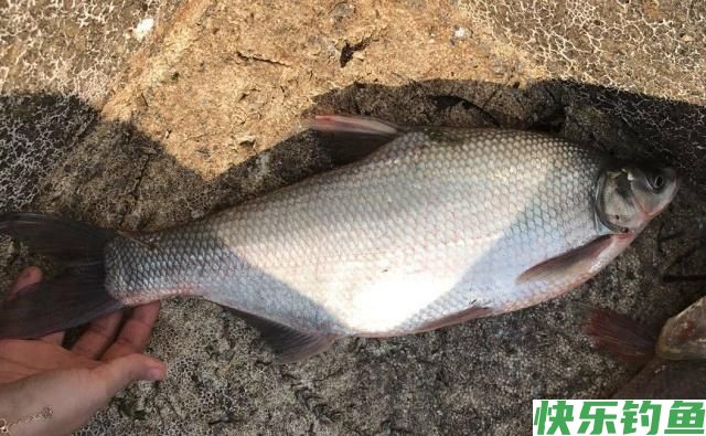 夏季垂钓鳊鱼小技巧，简单易学，只要掌握了就可以钓到鳊鱼(图2)