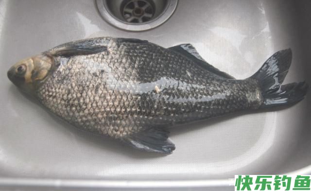 野外垂钓鳊鱼不用愁，学会这些小技巧，让你早日脱离小白的队伍(图1)