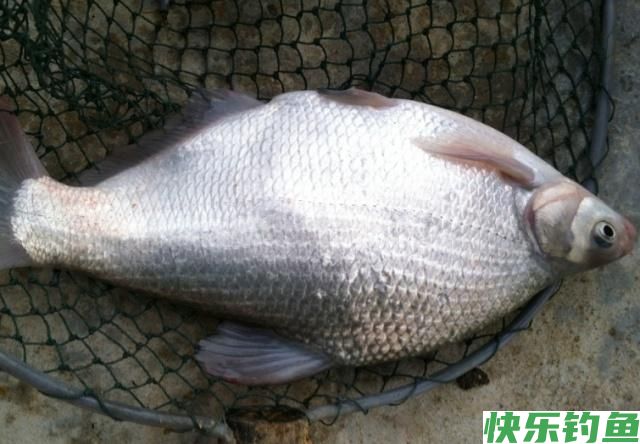垂钓鳊鱼时，了解了这些垂钓技巧，保证让你满载而归！(图1)