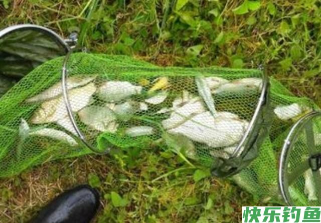 垂钓鳊鱼时，了解了这些垂钓技巧，保证让你满载而归！(图5)