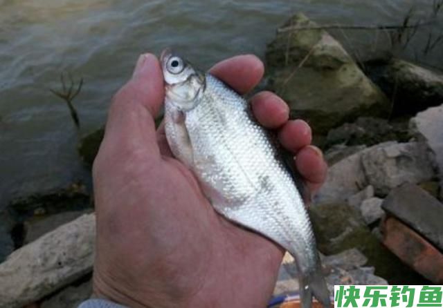 垂钓鳊鱼时，了解了这些垂钓技巧，保证让你满载而归！(图4)