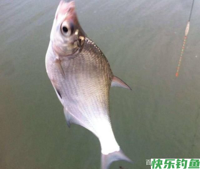 在野外垂钓鳊鱼的时候，一定要掌握这些方法，特别地实用(图3)
