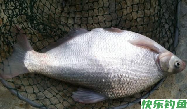 在野外垂钓鳊鱼的时候，一定要掌握这些方法，特别地实用(图4)