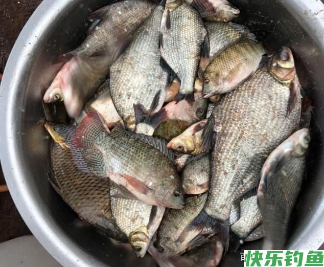 在野外垂钓鳊鱼的时候，一定要掌握这些方法，特别地实用(图5)