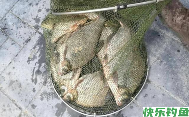 垂钓鳊鱼一定要注意这几点，学会这些，就等着爆护吧(图5)