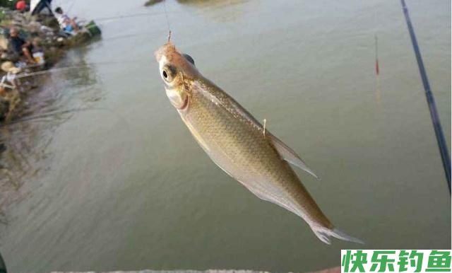 鳊鱼如何能钓好？关键技巧很重要，学会之后渔获会容易很多(图4)