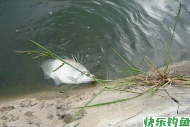 4月钓鳊鱼的好时机，这些钓鳊鱼的的技巧，你要知道(图4)