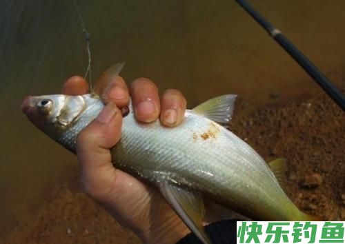 垂钓人的三个小秘诀，钓鳊鱼的效果最佳，希望对你的钓旅起到作用(图4)
