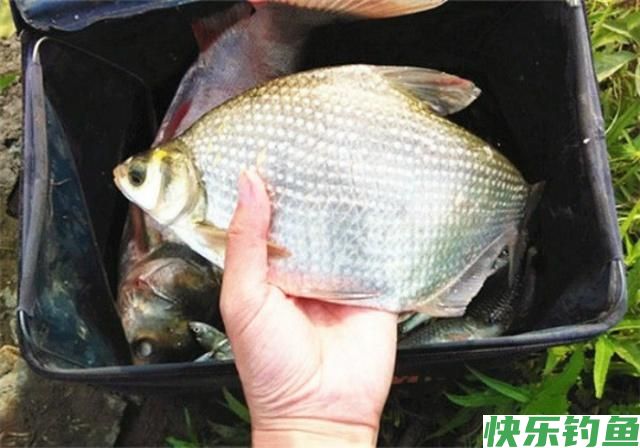 4月钓鳊鱼的好时机，这些钓鳊鱼的的技巧，你要知道(图3)