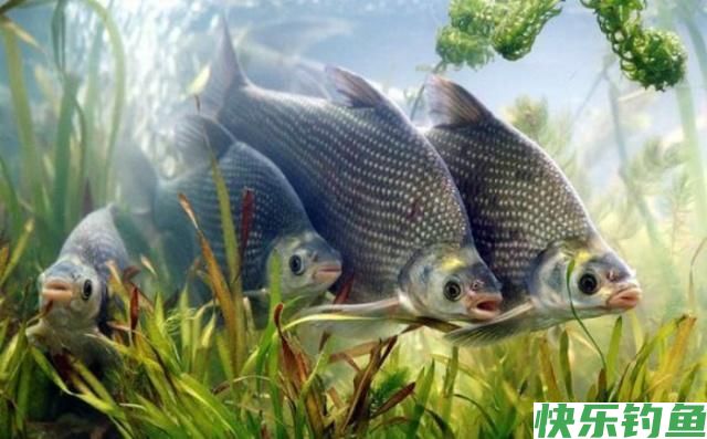4月钓鳊鱼的好时机，这些钓鳊鱼的的技巧，你要知道(图1)