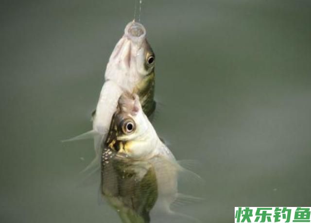掌握了这些作钓技巧，在钓鳊鱼的时候，渔获一定会非常可观(图4)